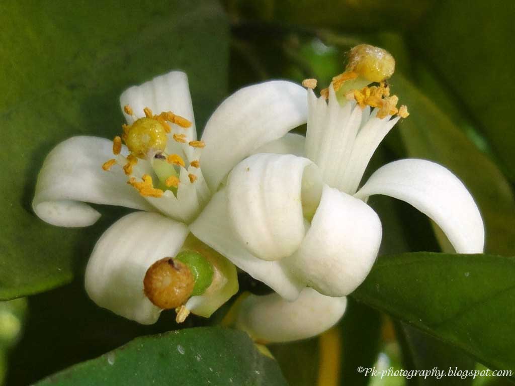 Orange Blossoms Nature, Cultural, and Travel Photography Blog