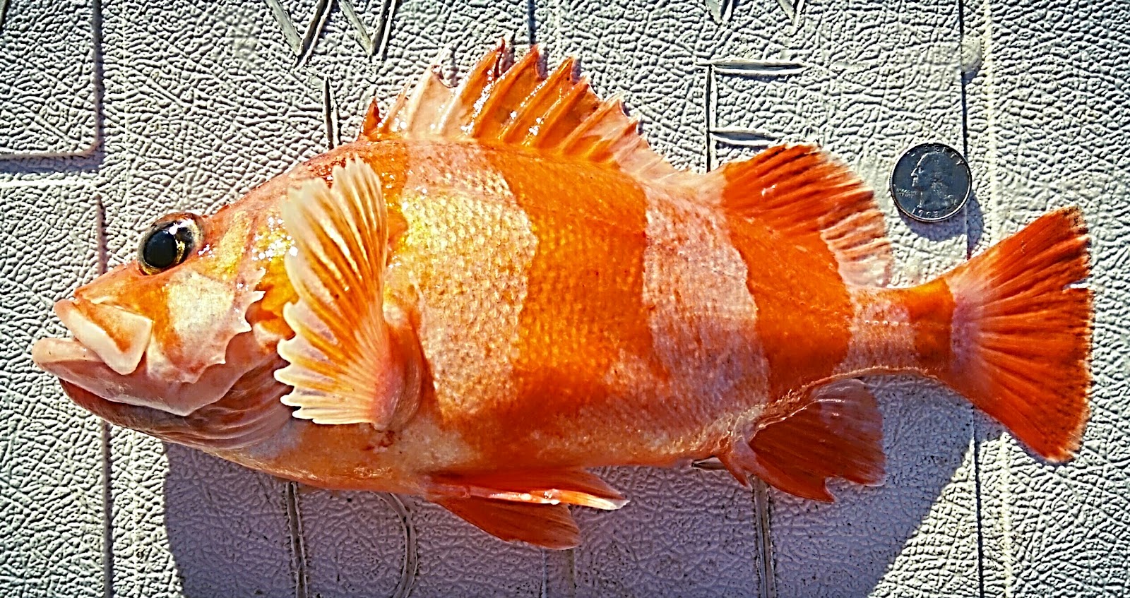 Wild West Commercial Fishing Local Seafood, San Diego, California