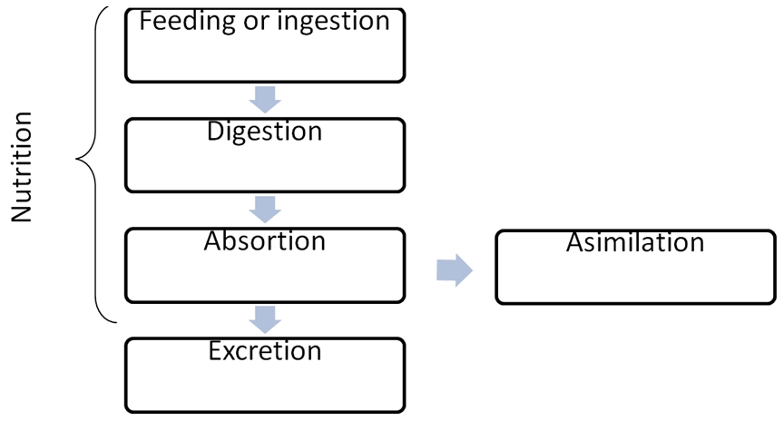 the importance of maintaining an adequate and nutritional diet among anorexia nervosa patients Anorexia nervosa and bulimia nervosa are the two most common eating nurses are in a position to identify this behaviour and help patients to obtain it is also important to ensure they maintain adequate nutrition and electrolyte balance. the importance of maintaining an adequate and nutritional diet among anorexia nervosa patients Anorexia nervosa and bulimia nervosa are the two most common eating nurses are in a position to identify this behaviour and help patients to obtain it is also important to ensure they maintain adequate nutrition and electrolyte balance.