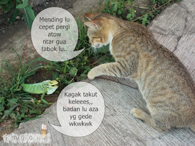 Kucing berantem dengan kata kata