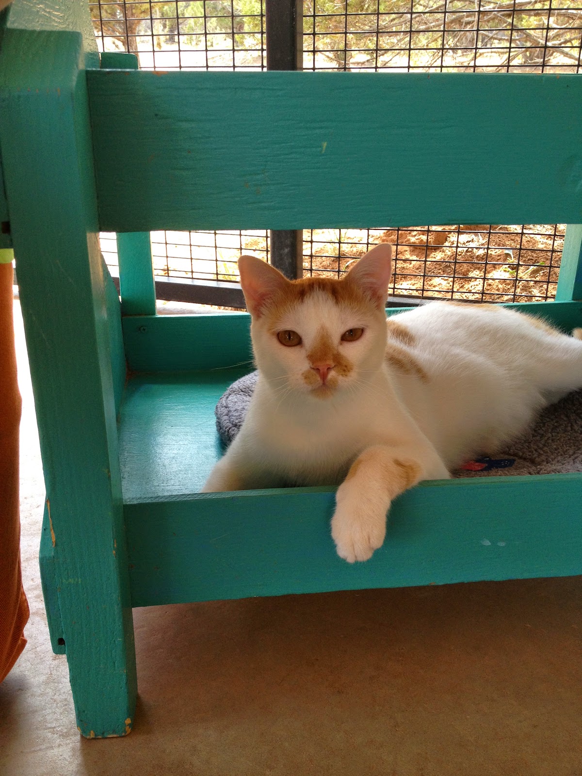 best friends animal society a different kind of home midcentury