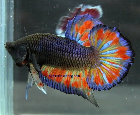 Betta Armageddon – dòng cá đốm lửa | Kỹ Thuật Nuôi Trồng.com