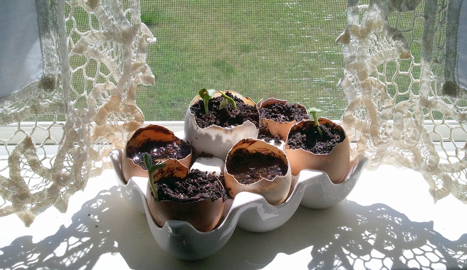 How to Plant Sunflower Seeds in Eggshell Cups Fresh Eggs Daily®