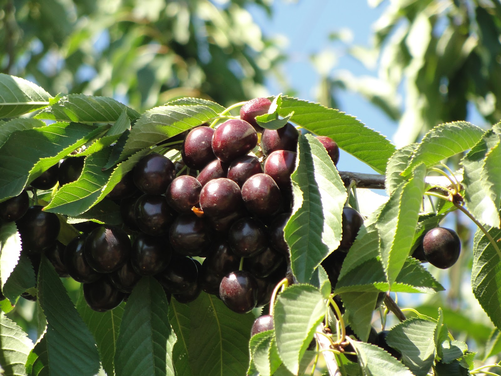 What's happening in my playground The Fruit Loop, Hood River, Oregon