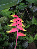 JARDÍN BOTÁNICO DE ZURICH