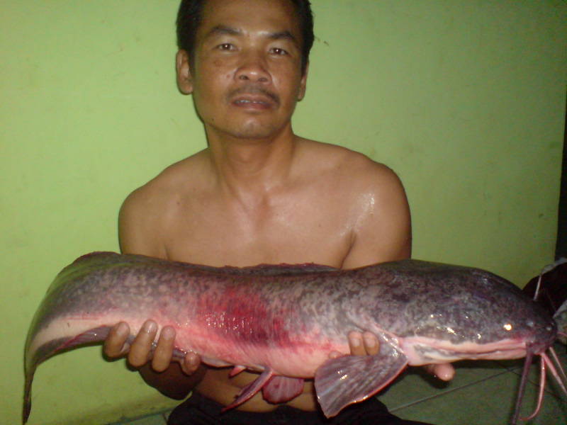 Lele Jumbo