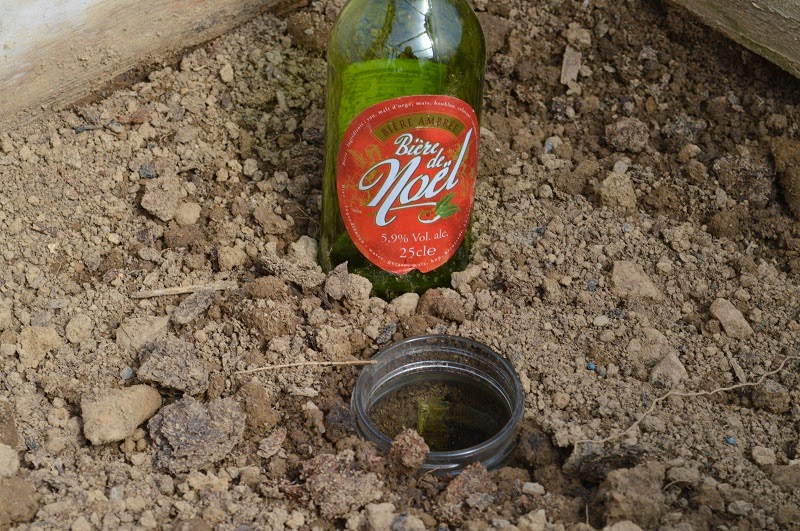 Slug Beer Traps