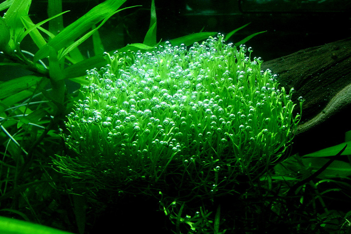 akvaryum kosesi kolay yetisen akvaryum bitkileri 2