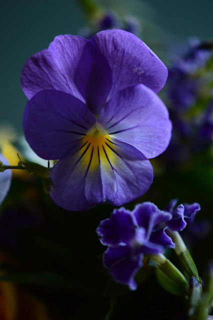 Viola flower