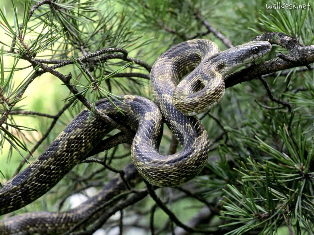 http://2.bp.blogspot.com/-iOo9aIDuWHM/TlZkKes-ZDI/AAAAAAAAC5o/RoazKELArE4/s1600/Black-Rat-Snake.jpg