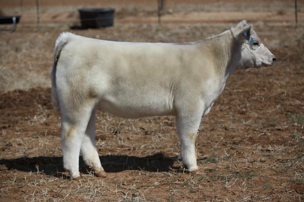 From Kyle McCracken Monopoly Heifer For Sale Lautner Farms