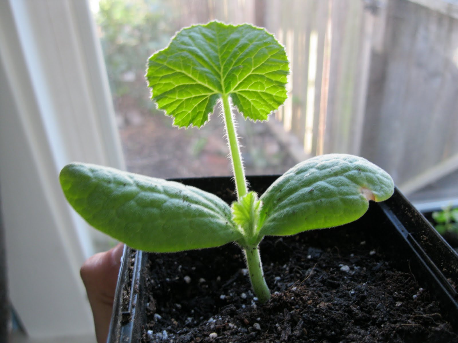 Roots of Nourishment March 2011