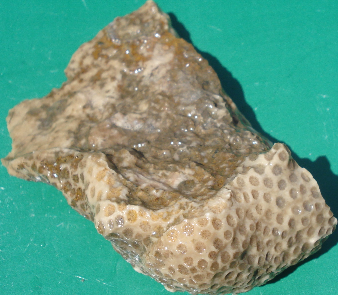 Fossil corals Fossil corals New pieces(4)...