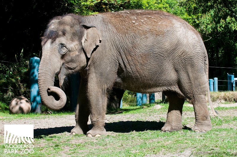 Woodland Park Zoo Blog Bamboo and Chai to join Oklahoma City Zoo
