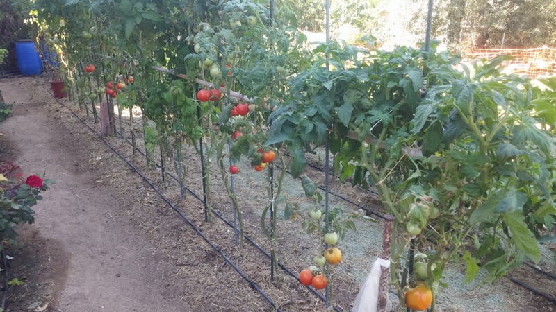 El huerto del Lopez: SEGUNDA PLANTACIÓN DE TOMATES DE VERANO