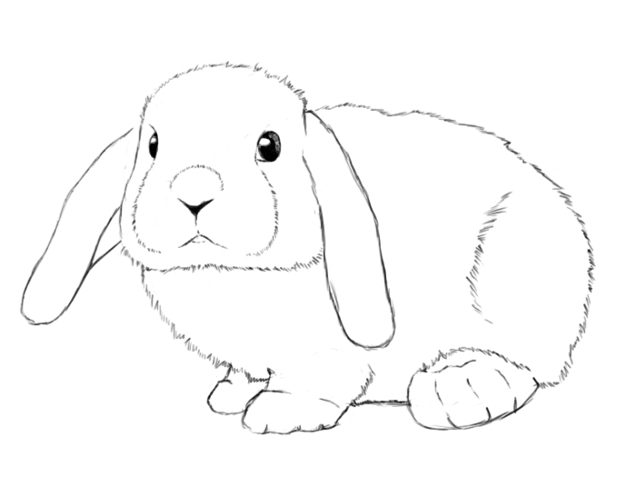 rabbit drawn