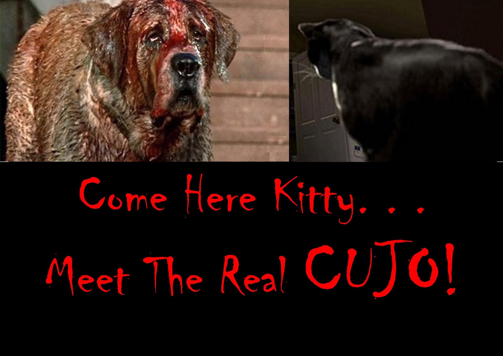 Cujo Wiki