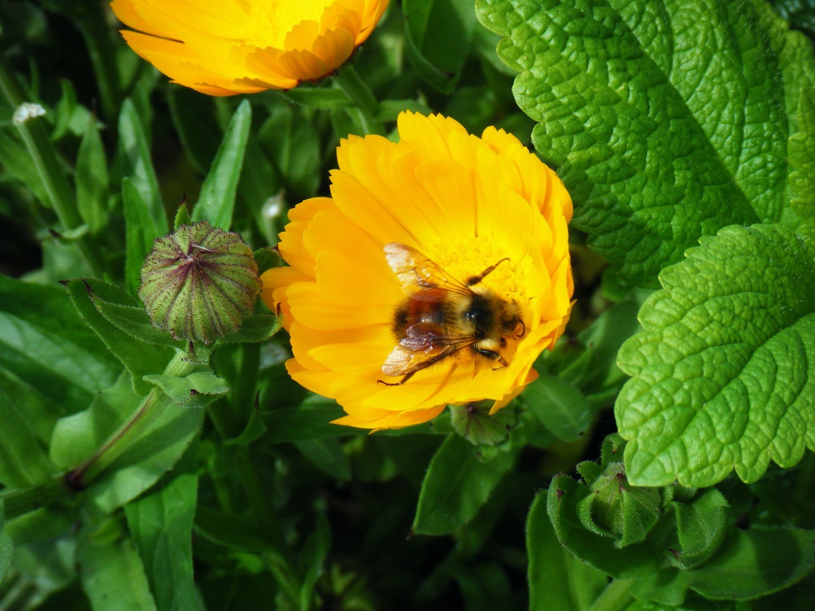 Water Pollinated