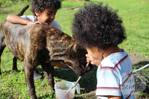 puppy wants stick pitbull puppy and kids