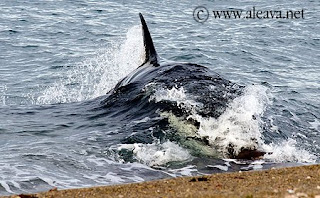 Orcas in Caleta Valdes and Punta Norte