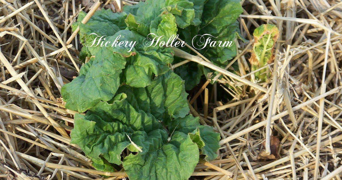 Hickery Holler Farm Making Rhubarb Gardening Spray