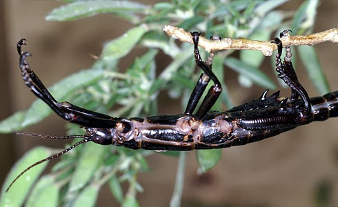 Amazing Animals Pictures: Officially "The rarest insect in ...