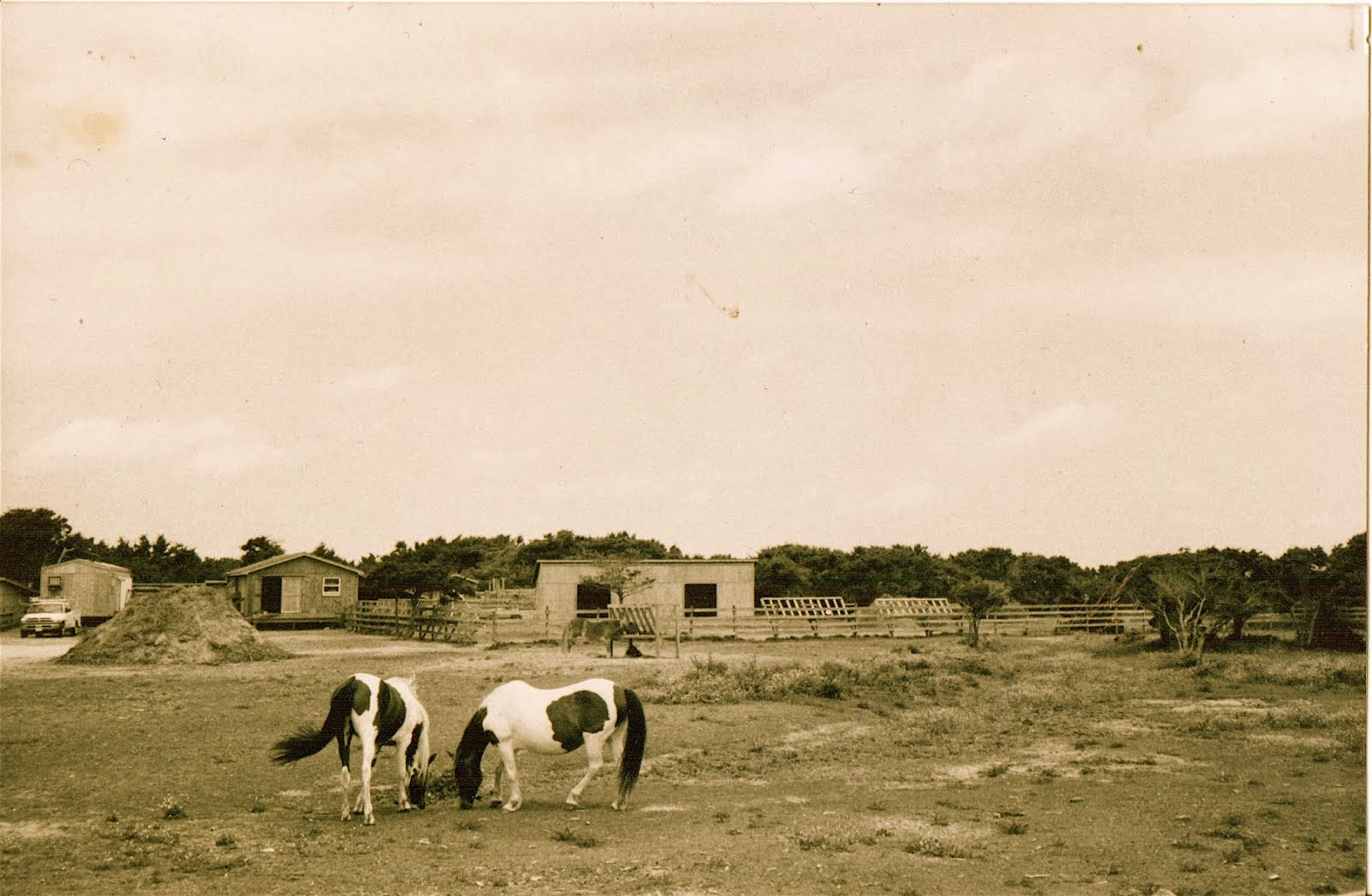 The Pony Pasture