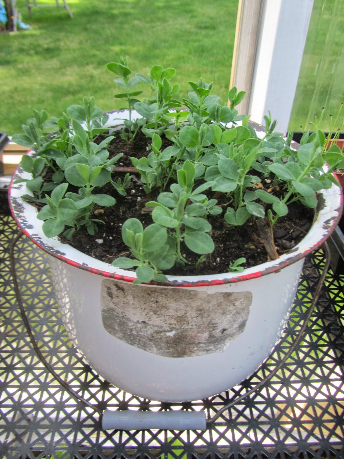 Jen & the Bean stalk Planting Hanging Baskets