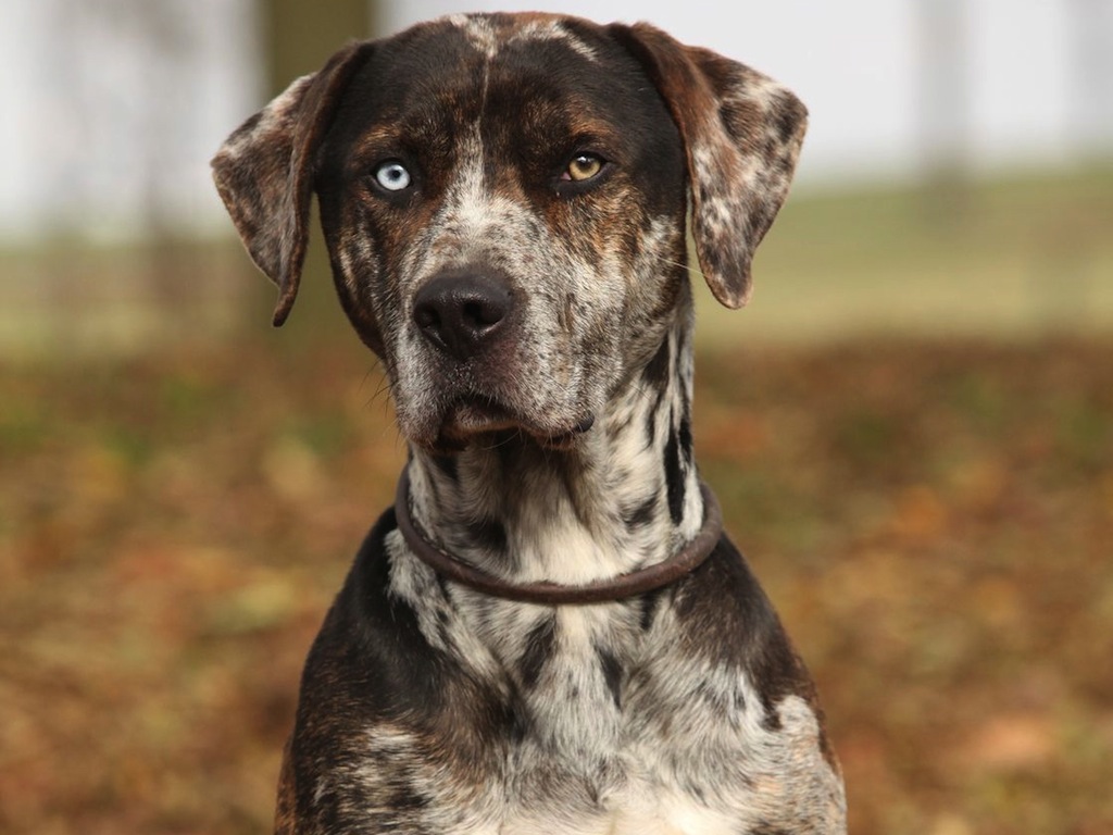 Dog Breed Spanish People Like Dog Breed Spanish People Like