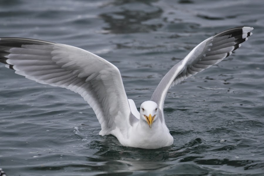 GullDK Herring Gull with a grey 'pseudomirror' on the underside of P10