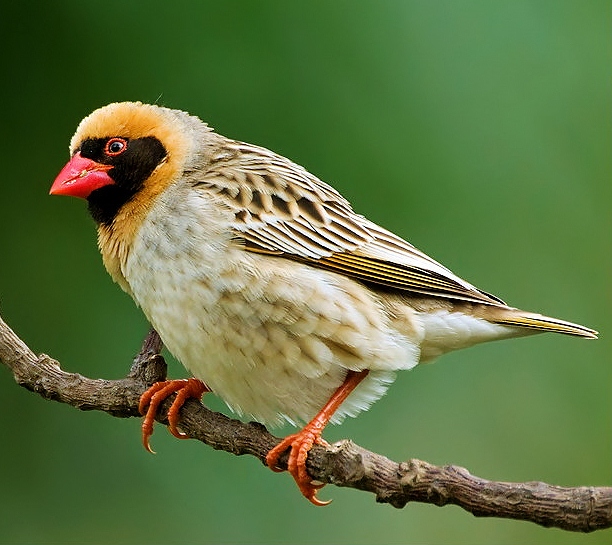 Image: http://2.bp.blogspot.com/-iRg1JAwyNcU/T1T1xDCEOHI/AAAAAAAACNY/5PTpqWjEb-4/s1600/Red-billed+quelea+Quelea+quelea.jpg Image associe