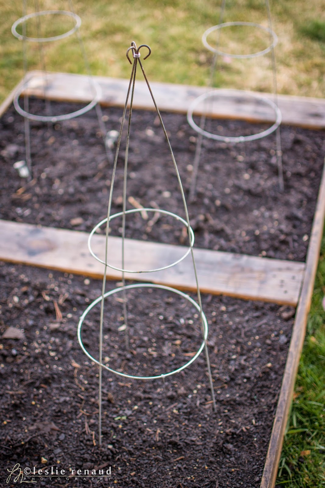 The Lucky Fox Tomato cage trellis