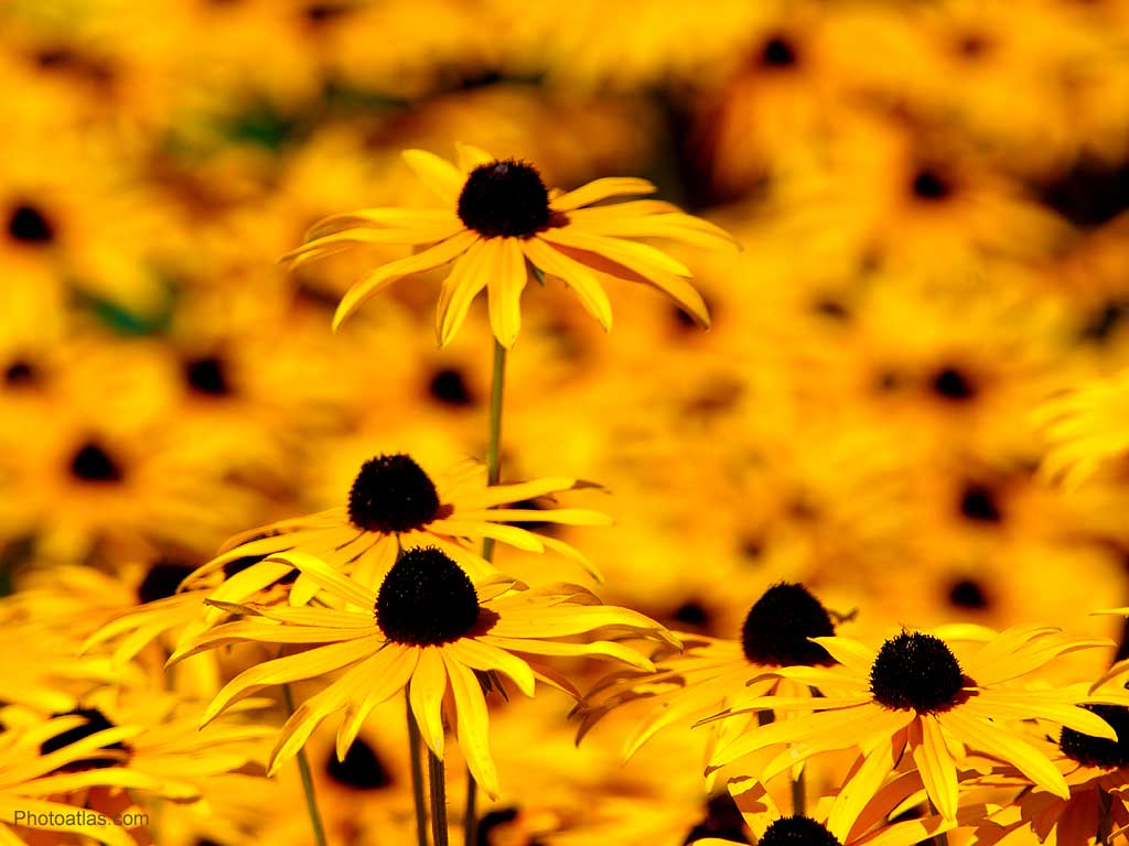 Yellow Flower Wallpaper Yellow Flower Wallpaper
