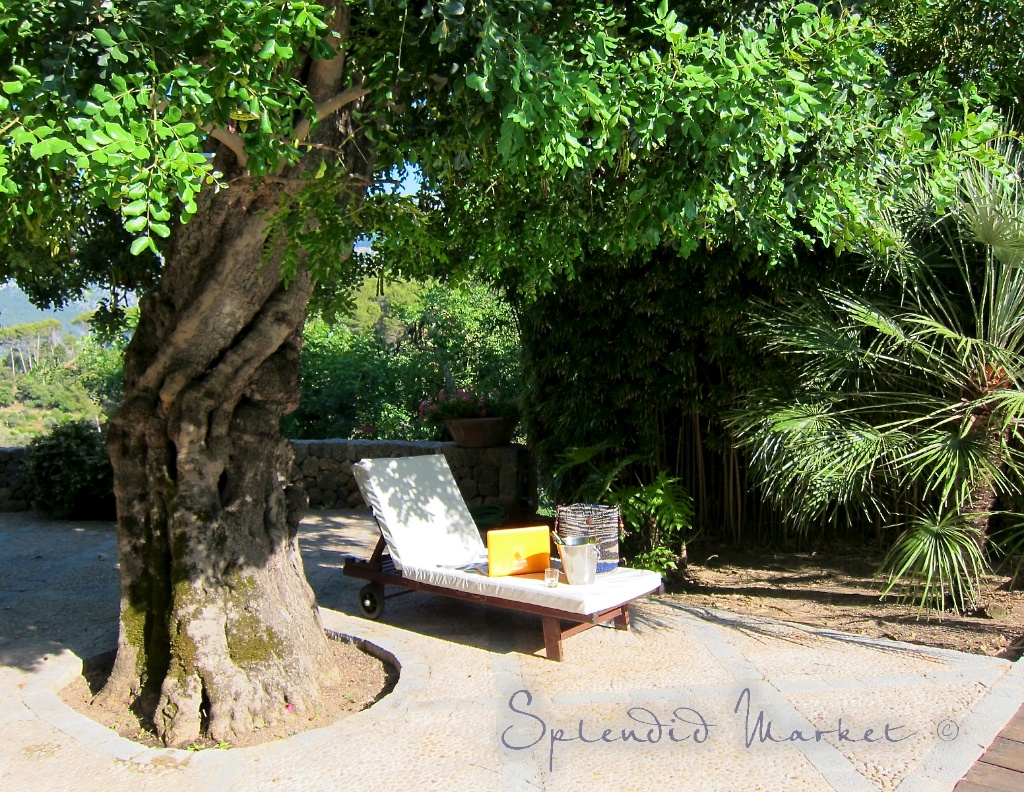 SPLENDID MARKET beneath the Carob tree...