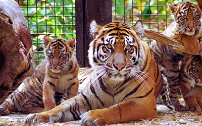 Sumatran tigers at the Toronto Zoo