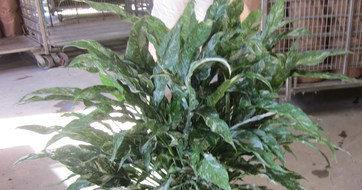 Moore's Greenhouses, Inc. Apopka, Florida 8" Domino Spath available