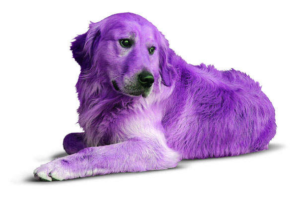 Is Lavender Good For Dogs Is Lavender Good For Dogs