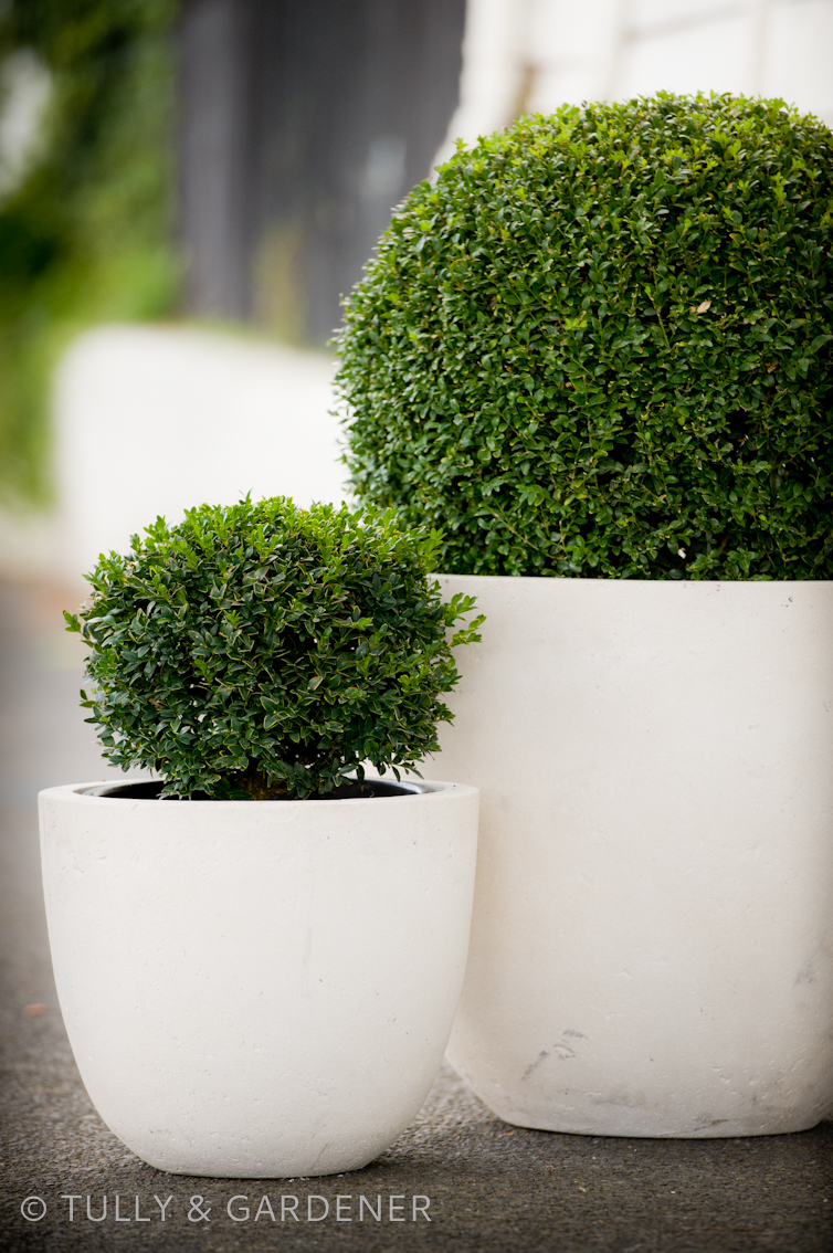 Tully's Tips & Tricks LOVE YOUR BUXUS