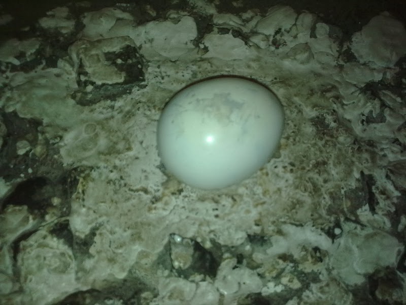 Kuweight 64: PENGUIN EGG