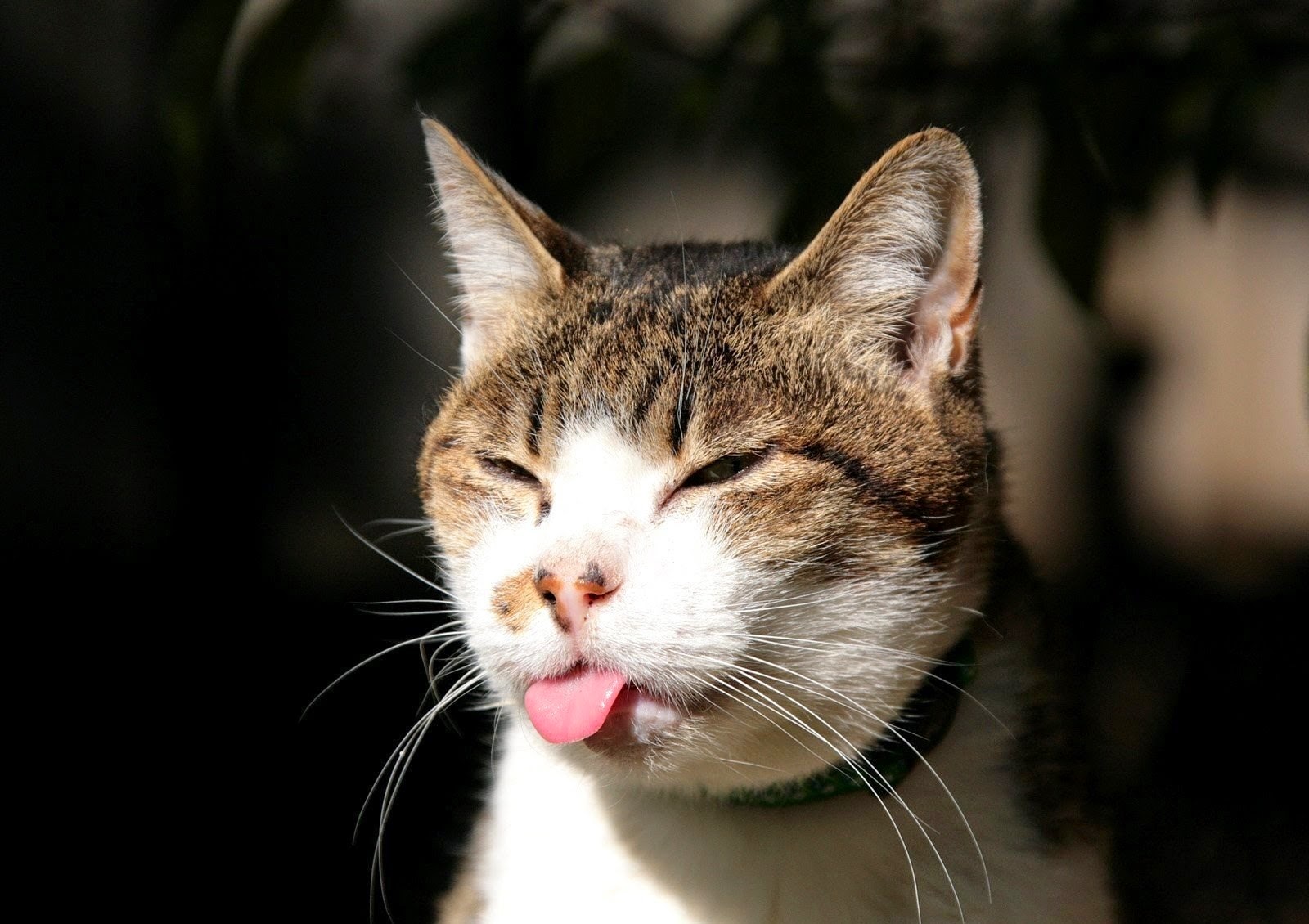 Gambar DP BBM Kucing Lucu Imut LUCU DAN BERGERAK
