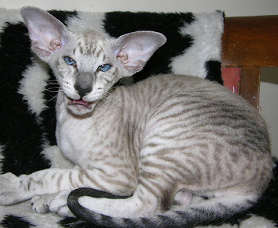 peterbald-cat peterbald cat pets information