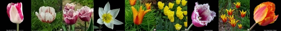 http://plantsgallery.blogspot.com/2010/01/tulipa-tulipan.html