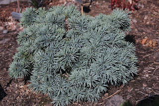 picea pungens moon pearl