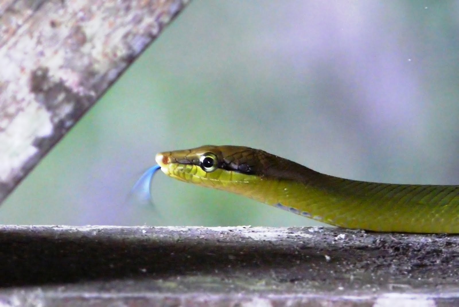 Photography Today Sunday's snake