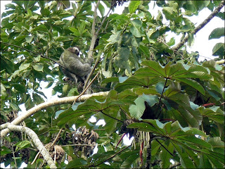 Three-toed sloth in a Cecropia tree