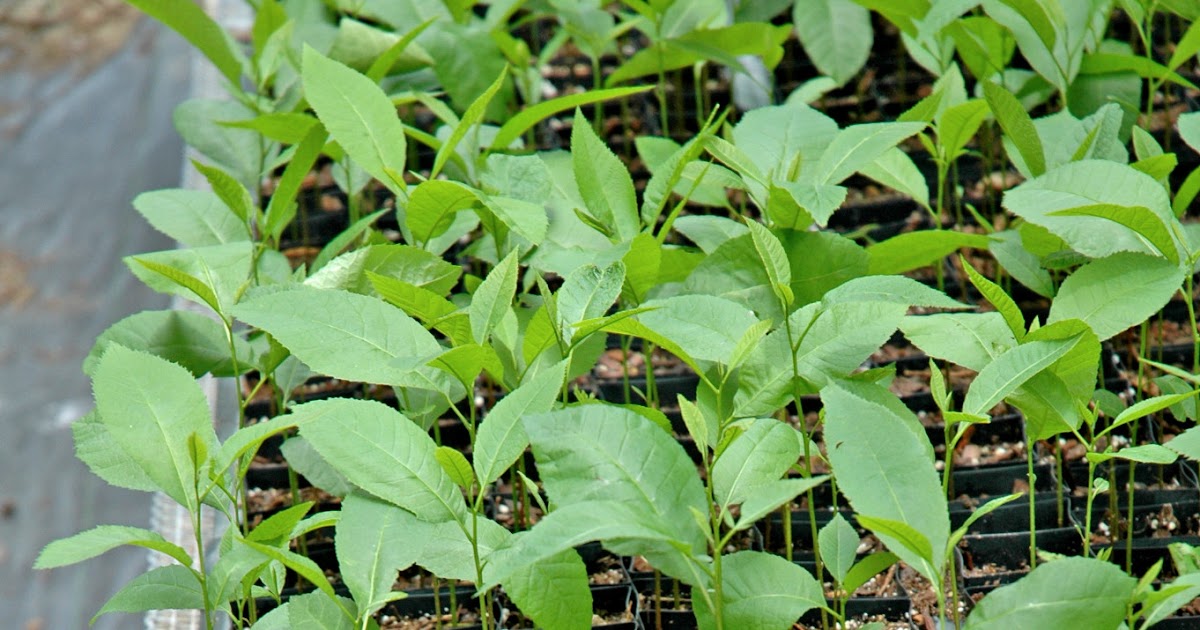 Northern Pecans Pecan seedlings produce simple leaves