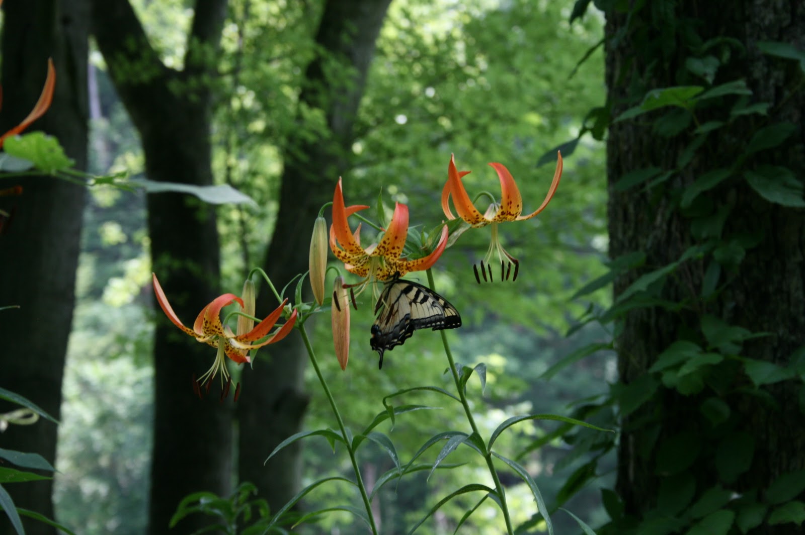 Image result for tiger lilies growing in forest