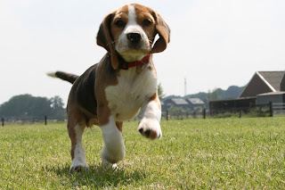 Beagle Cachorro Perro