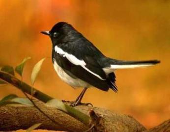 Bangladeshi National Bird