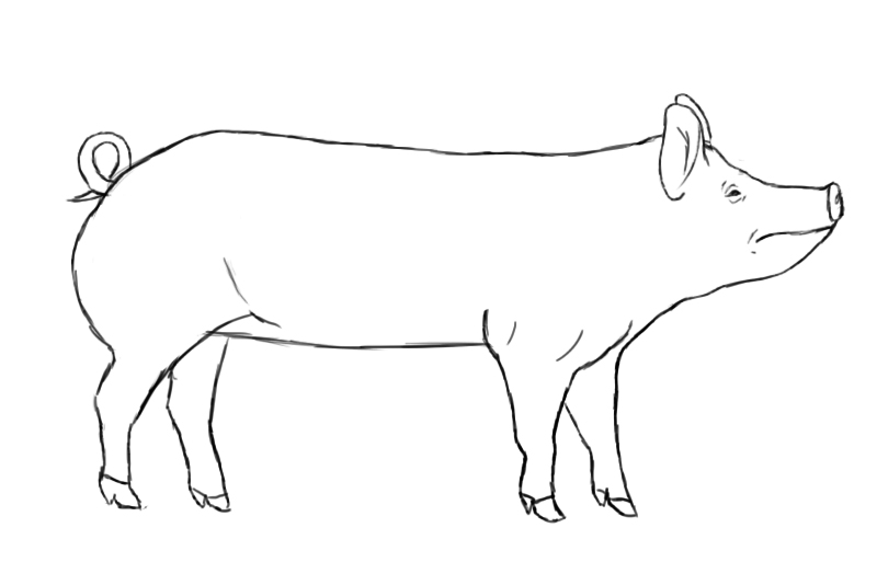 How To Draw A Pig Draw Central